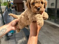 Toy Poodle Çocuklarım