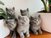 BEKLENEN İLAN AÇILDI A+ SAF KAN BRITISH SHORTHAIR YAVRULAR