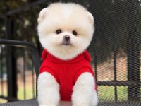 Dişi ve Erkek 2.5 Aylık Pomeranian