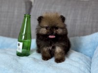 ORJİNAL TEA CUP AYI SURAT ORANGE POMERANİAN BOO