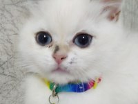British longhair ACİL ilan