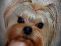 Şecere Belgeli Yetişkin Erkek Yorkshire Terrier