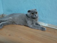 Evimizin neşesi scottish fold