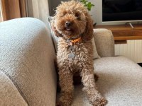 Aile ortamından toy poodle yavrusu