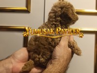 TOY POODLE DİŞİ VE ERKEK