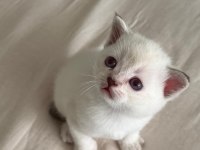 British Shorthair Yavrular Yuva Bekliyor