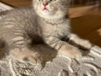 Bebeksu British Shorthairler