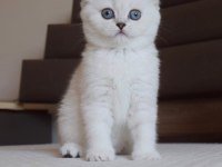 Mavi Gözlü Ve Yeşil Gözlü Scottish Fold Yavrular