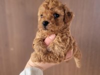 Toy Poodle Bebekler Ruhsatlı Çiftlikten