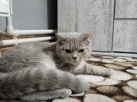 British shorthair kedi mi sahiplendirmek istiyorum