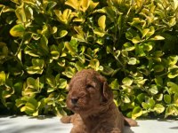 Irk Garantili Red Brown Toy Poodle