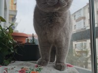 6 AYLIK DİŞİ SCOTTİSH ÖZEL RENK