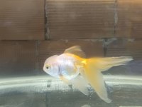 Oranda aslan bas japon balığı