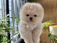 POMERANİAN BOO