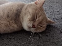 ACİL KEDİMİZ (ÜCRETSİZ)