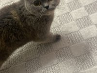 Ücretsiz sahiplendirilecek kedimiz