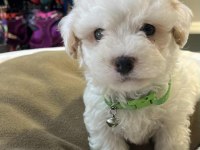 Orjinal Hipoalerjenik Teacup Maltipoo