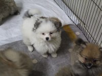 Pomeranian köpekler yeni yuvasını arıyor