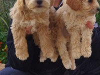 Orjinal maltipoo erkek yavrularımız.