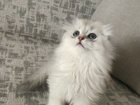 SAFKAN ERKEK KEDİMİZ