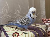 Toplu 6 adet muhabbet kuşu