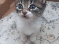 2 Aylık Yavru Tekir Kedimiz