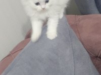 37 mart doğumlu scottish fold