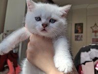 Beyaz British Shorthair