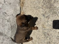 Belçika Kurdu Yavrusu