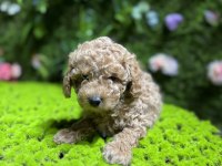 Sevimli toy poodle bebek köpekler