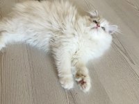 Erkek Ragdoll Bebek