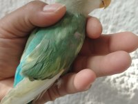 2 aylık sevda papağanı
