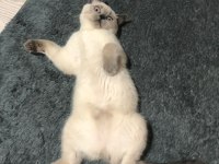Blue point british shorthair