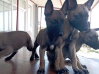 Malinois bebekler yeni yuvalarını arıyorlar