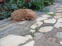 Maltipoo dişi 2.5 aylık