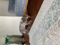 1 yaşında british shorthair