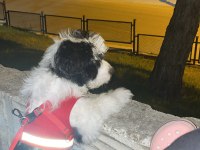 lora yuva arıyor maltese