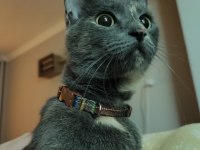 Russian blue scottish kırması dişi kedi