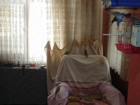 ÇEŞİTLİ RENKLİ MUHABBET KUŞLARI
