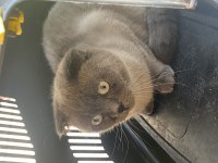 Scottish Fold Dişi Kedimiz Yeni Yuvasını Arıyor