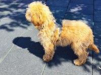 Toy poodle