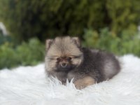 Pomeranian boo ayı surat