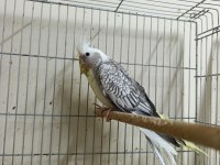 Yavru Sultan Papağanı 3 Aylık