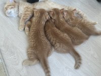Yavru chinchilla melezi sahiplendirme