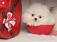 Fcı export sçr li pomeranian lar ziyarete açık