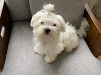Ev doğumlu prenses maltese terrier