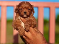 Maltipoo yavrular
