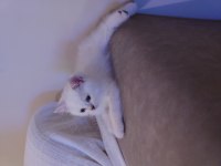 Safkan british shorthair ns1133 yavru