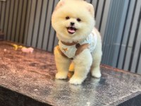 Yavru Pomeranian Boolarımız