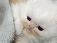 Anne altından orijinal chinchilla yavrular